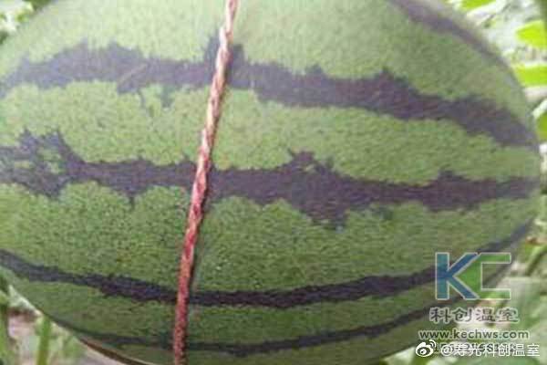 無土栽培，無土栽培技術(shù)，無土栽培設(shè)備