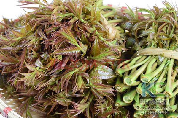無(wú)土栽培，無(wú)土栽培技術(shù)