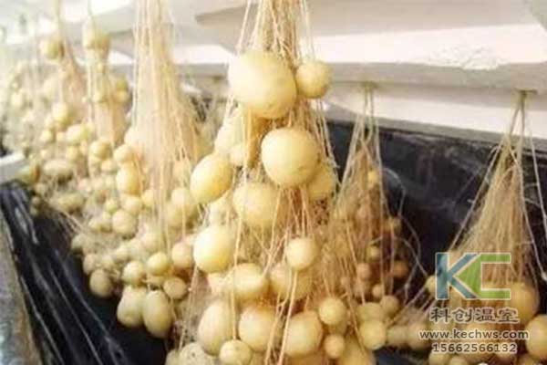 無(wú)土栽培，無(wú)土栽培技術(shù)，無(wú)土栽培設(shè)備