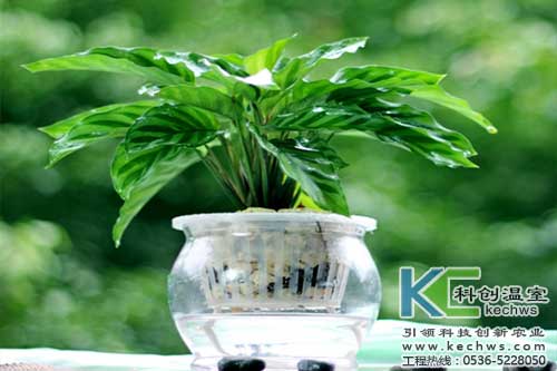 無(wú)土栽培，無(wú)土栽培技術(shù)，無(wú)土栽培設(shè)備