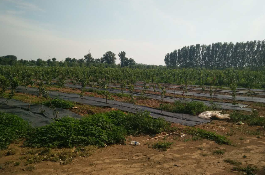 無土栽培，無土栽培技術(shù)，無土栽培設(shè)備