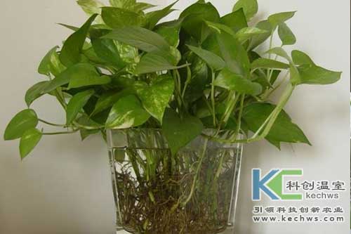 無(wú)土栽培，無(wú)土栽培技術(shù)，無(wú)土栽培設(shè)備
