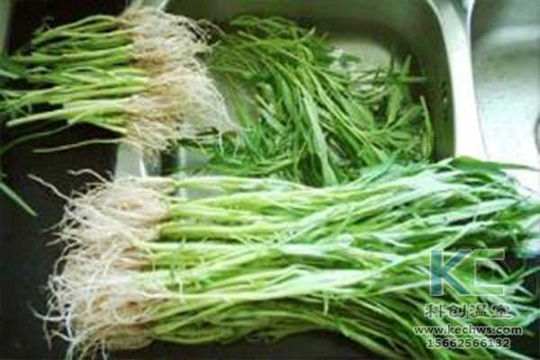 無(wú)土栽培，無(wú)土栽培技術(shù)