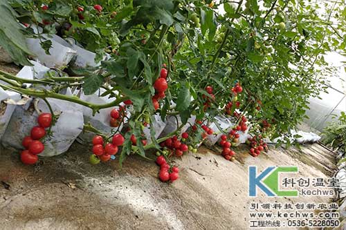 無(wú)土栽培，無(wú)土栽培技術(shù)，無(wú)土栽培設(shè)備