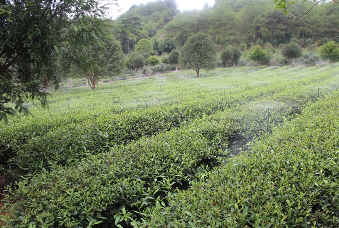 無土栽培，無土栽培技術，無土栽培設備