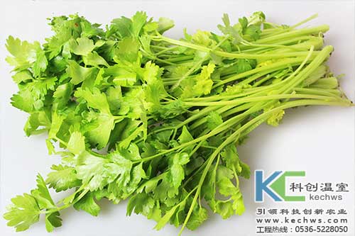 無(wú)土栽培，無(wú)土栽培技術(shù)，無(wú)土栽培設(shè)備