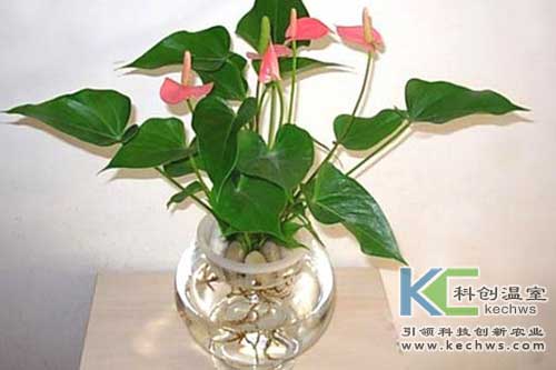 無(wú)土栽培，無(wú)土栽培技術(shù)，無(wú)土栽培設(shè)備