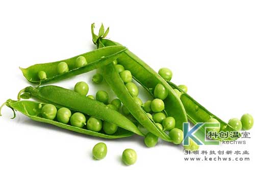無(wú)土栽培，無(wú)土栽培技術(shù)，無(wú)土栽培設(shè)備
