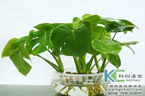 無(wú)土栽培，無(wú)土栽培技術(shù)，無(wú)土栽培設(shè)備