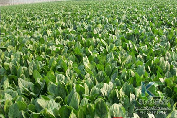 無(wú)土栽培，無(wú)土栽培技術(shù)，無(wú)土栽培設(shè)備