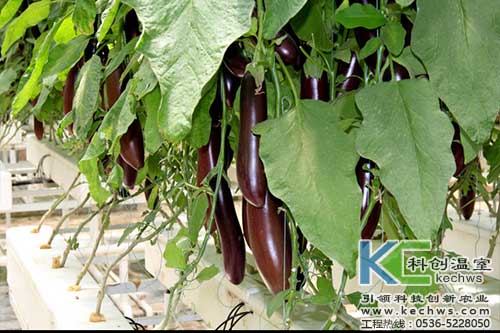 無(wú)土栽培，無(wú)土栽培技術(shù)，無(wú)土栽培設(shè)備