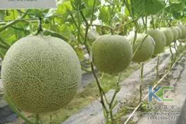 無(wú)土栽培，無(wú)土栽培技術(shù)，無(wú)土栽培設(shè)備