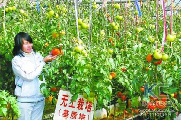 無(wú)土栽培，無(wú)土栽培技術(shù)，無(wú)土栽培設(shè)備