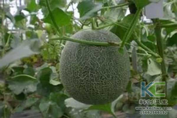 無(wú)土栽培，無(wú)土栽培技術(shù)，無(wú)土栽培設(shè)備