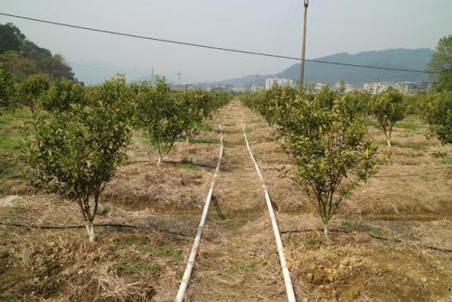 無(wú)土栽培，無(wú)土栽培技術(shù)，無(wú)土栽培設(shè)備