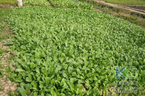 無(wú)土栽培，無(wú)土栽培技術(shù)，無(wú)土栽培設(shè)備