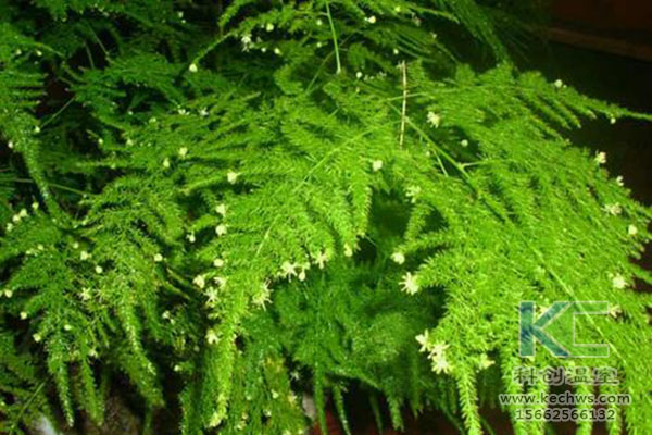 無(wú)土栽培，無(wú)土栽培技術(shù)，無(wú)土栽培設(shè)備