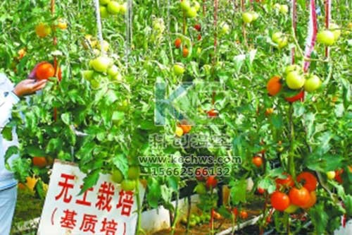 無(wú)土栽培，無(wú)土栽培技術(shù)，無(wú)土栽培設(shè)備