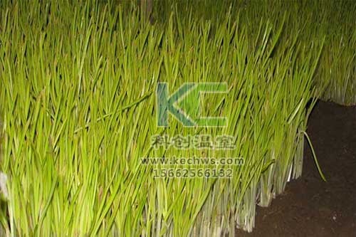 無(wú)土栽培，無(wú)土栽培技術(shù)，無(wú)土栽培設(shè)備