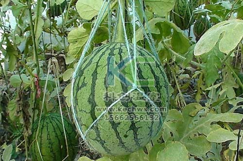 無(wú)土栽培，無(wú)土栽培技術(shù)，無(wú)土栽培設(shè)備