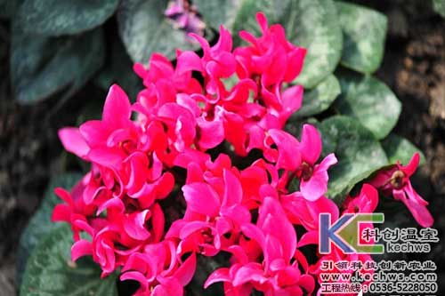 無(wú)土栽培，無(wú)土栽培技術(shù)，無(wú)土栽培設(shè)備